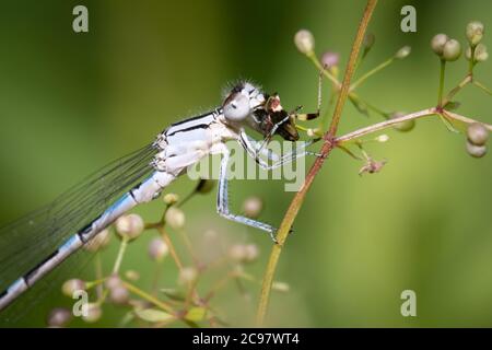 Une mouche damselfly familiale mange une sauterelle sur une plante de paille de lit dans un pré près de Thickson's Woods à Whitby, en Ontario. Banque D'Images