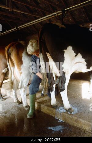 Fabrication de fromage biologique Carmarthenshire années 1990 Pantyllyn Farm, Graeme Young Banque D'Images