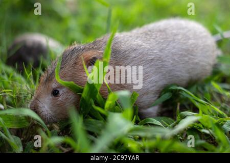 Mole rat ou grand rat de bambou dans le jardin Banque D'Images