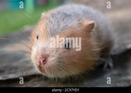 Mole rat ou grand rat de bambou dans le jardin Banque D'Images