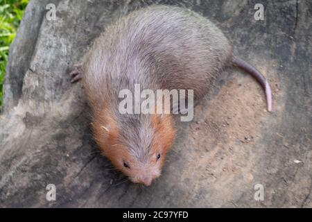 Mole rat ou grand rat de bambou dans le jardin Banque D'Images