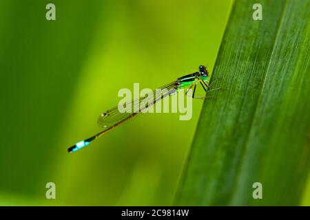 Un bleu tauille en damselfly accroché à une feuille. La texture détaillée de ses jambes et de ses ailes en toile est visible (objectif macro, gros plan). Il a un Blu clair Banque D'Images