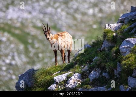 Des chamois sauvages grimpent sur des rochers au sommet d'une montagne. Animal sauvage dans la nature. Banque D'Images