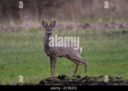 Neustrelitz, Allemagne. 08 avril 2017. Un roe buck en hiver, tout en mouillant et en marquant le territoire. Crédit: Ingolf König-Jablonski/dpa-Zentralbild/ZB/dpa/Alay Live News Banque D'Images