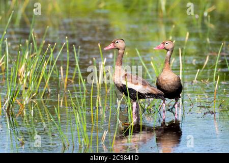 Deux canards sifflants à ventre noir dans un marais. Deux canards au soleil. Deux canards dans un étang. Chasse aux oiseaux pour la nourriture Banque D'Images