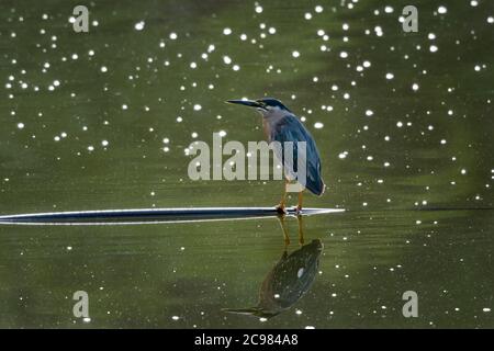 Un héron strié au milieu d'un étang avec un fond étoilé. Un héron solitaire dans la solitude du matin. Un oiseau chasse dans un lac. Un oiseau gris. Banque D'Images