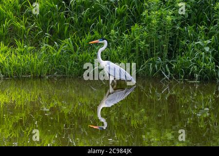 Un Heron Cocoi debout dans un étang le long de la rive. Cocoi Heron et réflexion. Chasse aux hérons dans un lac. Oiseau blanc et gris Banque D'Images