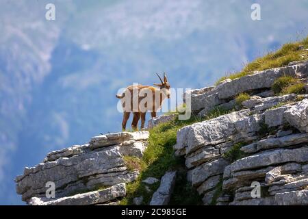 Des chamois sauvages grimpent sur des rochers au sommet d'une montagne. Animal sauvage dans la nature. Banque D'Images