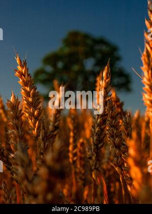 Des épis de blé mûrs poussent au champ avec un chêne sur fond de bokeh. Banque D'Images