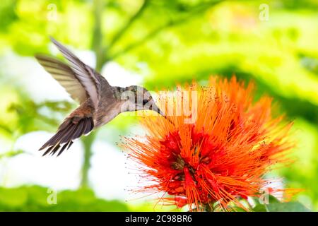 Femelle Ruby Topaz Hummingbird se nourrissant sur la fleur de la brosse de singe. Oiseau dans le jardin. Colibri et fleur d'orange. Alimentation des colibris. Oiseau tropical Banque D'Images