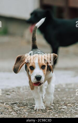 Chiot Beagle mignon, 3 mois, avec chien noir en arrière-plan Banque D'Images