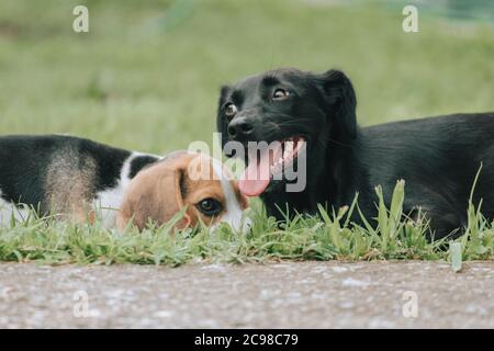 Mignon chiot Beagle mâle, 3 mois, jouant avec le chien femelle noir Banque D'Images