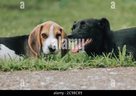 Mignon chiot Beagle mâle, 3 mois, jouant avec le chien femelle noir Banque D'Images