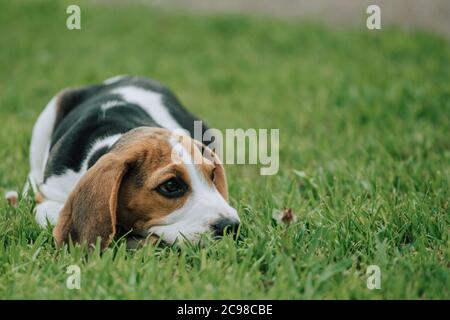 Mignon petit chiot Beagle, 3 mois, allongé sur l'herbe verte Banque D'Images