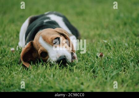 Mignon petit chiot Beagle, 3 mois, allongé sur l'herbe verte Banque D'Images