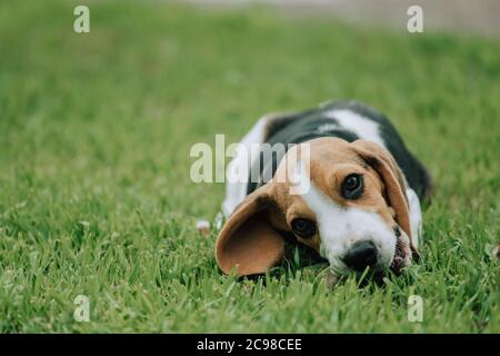 Mignon petit chiot Beagle, 3 mois, allongé sur l'herbe verte Banque D'Images