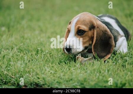 Mignon petit chiot Beagle, 3 mois, allongé sur l'herbe verte Banque D'Images