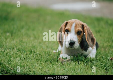 Mignon petit chiot Beagle, 3 mois, allongé sur l'herbe verte Banque D'Images