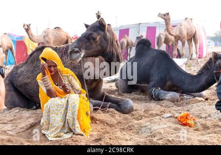 PUSHKAR, RAJASTHAN / INDE - NOVEMBRE 2019 : UNE jeune femme indienne en robe rajasthani colorée portant son chameau au parc d'expositions Pushkar Camel Banque D'Images