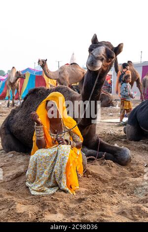 PUSHKAR, RAJASTHAN / INDE - NOVEMBRE 2019 : UNE jeune femme indienne en robe rajasthani colorée portant son chameau au parc d'expositions Pushkar Camel Banque D'Images