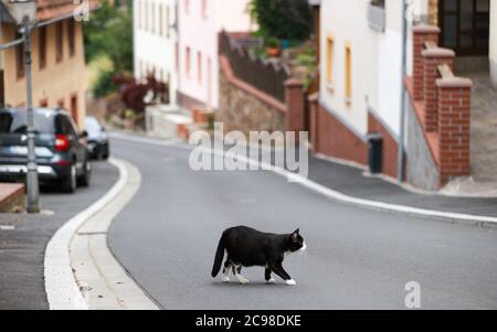 29 juin 2020, Saxe, Leisnig: Un chat traverse une rue. Comme beaucoup d'autres petites villes avec des racines médiévales, Leisnig a un haut degré de construction. Adapter le centre-ville historique densément construit aux exigences de la vie moderne est un grand défi. Une tentative pourrait être de boyaux partiellement les cours étroites et de les convertir en espaces verts semi-publics ou en jardins. Photo: Jan Woitas/dpa-Zentralbild/ZB Banque D'Images