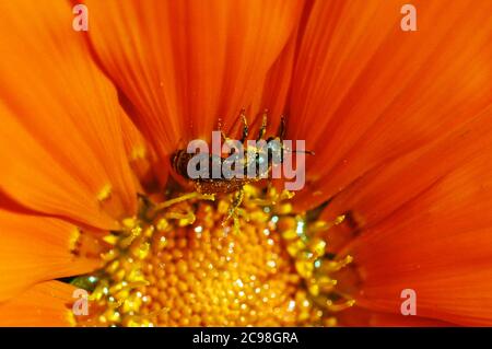 Londres, Royaume-Uni. 29 juillet 2020. Guêpe recouverte de pollen sur une fleur de marigold le jour du soleil. Credit: JOHNNY ARMSTEAD/Alamy Live News Banque D'Images