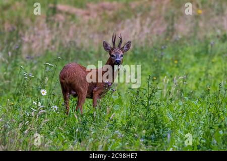 Cerf de Virginie européen - le mâle de Capranolus capranolus se nourrit dans les prairies au bord de la forêt en été. Banque D'Images