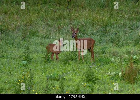 Cerf de Virginie européen (Capranolus capranolus) femelle fauve dans les prairies au bord de la forêt en été. Banque D'Images