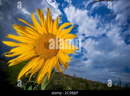 Kirchdorf, Allemagne. 28 juillet 2020. Un tournesol fleurit sur l'île Baltique de Poel devant des nuages de pluie sombres dans le ciel. Credit: Jens Büttner/dpa-Zentralbild/ZB/dpa/Alay Live News Banque D'Images