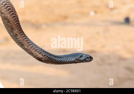 Photo portrait du serpent Cobra indien à Pushkar, rajasthan Banque D'Images