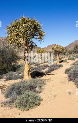 Quiers, Aloidendron dichotomum, à côté d'un sentier, par une journée ensoleillée, dans la réserve naturelle de Goegap Banque D'Images