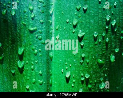 L'eau tombe sur une feuille verte après la pluie, gros plan sur le fond naturel du feuillage. Photo macro de gouttelettes d'eau sur une grande feuille tropicale Banque D'Images