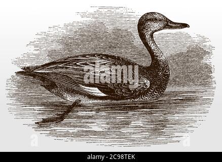 Gadwall, mareca strespera, vue latérale, nageant sur une eau calme, après une illustration antique du XIXe siècle Illustration de Vecteur