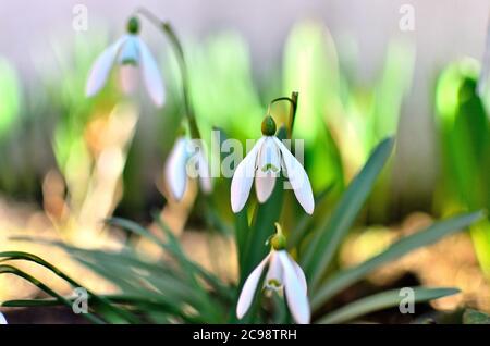 Snowdrops blancs dans le jardin pendant le printemps en Transylvanie. Banque D'Images