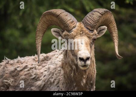 Bélier de mouflons de Bighorn, parc national Banff, Alberta, Canada Banque D'Images