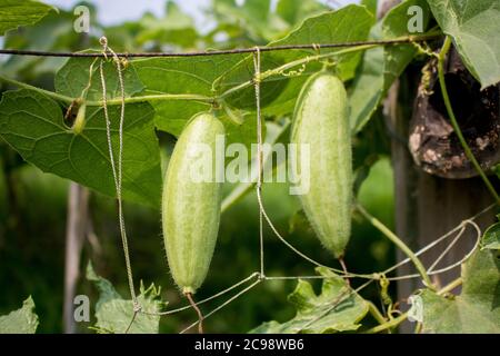 Le Trichoanthes dioica, également connu sous le nom de gourde pointu, est une plante de vigne de la famille des Cucurbitaceae, image HD isolée de gros plan. Banque D'Images