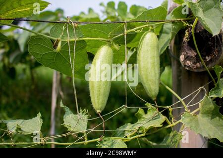 Le Trichoanthes dioica, également connu sous le nom de gourde pointu, est une plante de vigne de la famille des Cucurbitaceae, image HD isolée de gros plan. Banque D'Images