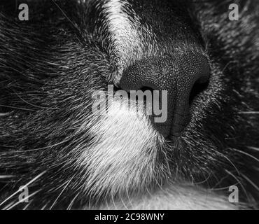 Gros Plan Sur Une Partie De Museau De Chat Noir Et Blanc Photo En Noir Et Blanc Concentrez Vous Sur Le Nez Du Chat Mise Au Point Selective Photo Macro Nez Et Bouche De Chat Cat Photo Stock Alamy