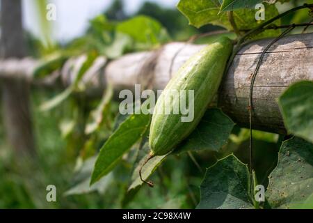 Le Trichoanthes dioica, également connu sous le nom de gourde pointu, est une plante de vigne de la famille des Cucurbitaceae, image de gros gros gros plan isolée. Banque D'Images