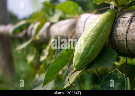 Le Trichoanthes dioica, également connu sous le nom de gourde pointu, est une plante de vigne de la famille des Cucurbitaceae, image de gros gros gros plan isolée. Banque D'Images