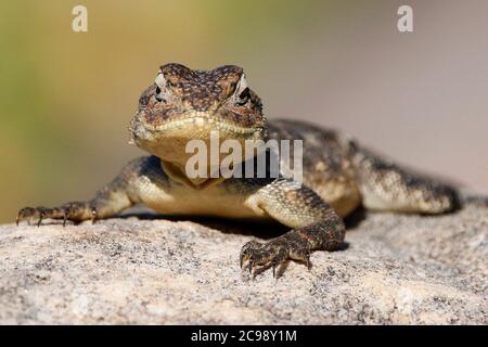 Une curieuse femelle de rock du sud agama Lizard sur un rocher dans le jardin botanique national de Kirstenbosch au Cap. Banque D'Images