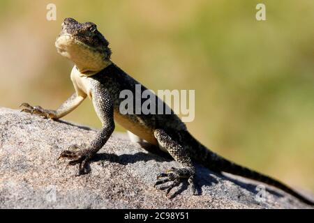 Une agama de roche du Sud femelle debout sur un rocher de granit dans le jardin botanique national de Kirstenbosch au Cap. Banque D'Images