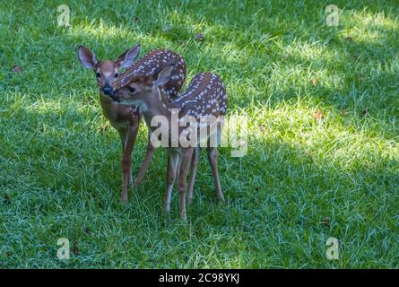 Une jolie paire de cerfs à ongles blancs se tient ensemble sur l'herbe dans l'arrière-cour curieux et ludique lors d'une journée ensoleillée en été Banque D'Images