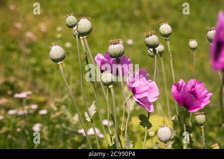 fleurs de pavot lilas avec gousses de graines sur fond vert flou. Banque D'Images