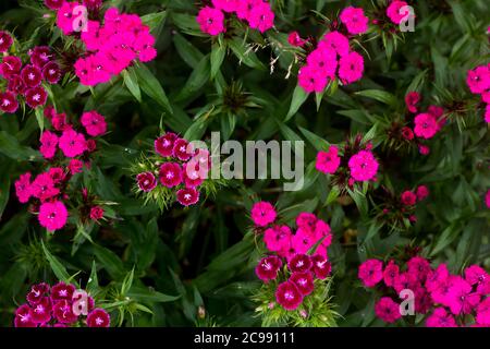 Dianthus barbatus .grappe rose vif de fleurs de carnation sur fond vert flou Banque D'Images