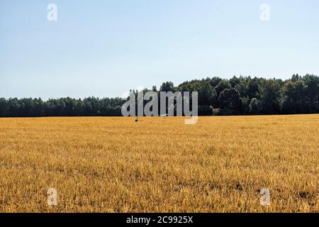 les cigognes marchent dans un champ de mouwn le jour de l'automne Banque D'Images