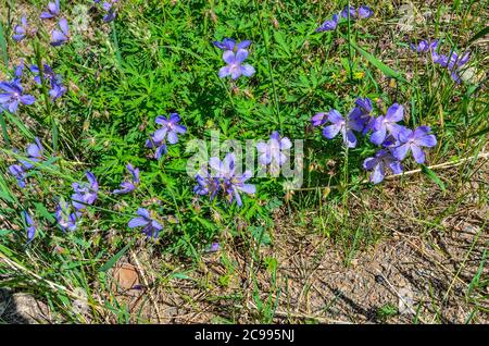 Fleurs violettes de la prairie de Geranium (Geranium pratense), ou de la prairie d'écrevisses, ou de la plante médicinale à fleurs de Meadow Crane-Bill, l'espèce du genu Banque D'Images