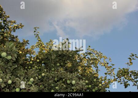 Récolte riche de pommes vertes sur une branche d'arbre contre un ciel bleu. Banque D'Images