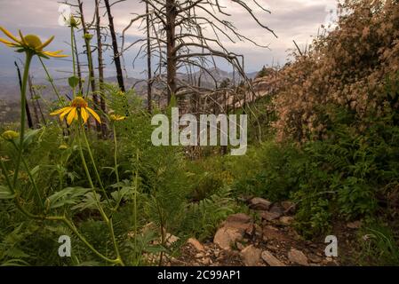 La nouvelle croissance se développe en 2018 le long de la route 5 du mont Lemmon brûlée sur le mont Lemmon dans le feu d'Aspen de 2003 dans les montagnes Santa Catalina, dans le désert de Sonoran Banque D'Images