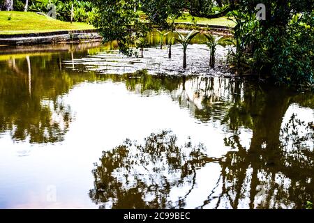 Les jardins botaniques de Curepipe (ou jardin botanique SSR de Curepipe) sur la route des Jardins, Curepipe, est le deuxième plus grand jardin botanique de l'île Maurice. Banque D'Images